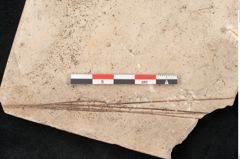 Foto (Detailansicht) von Plantae indet.  (NHMW-GEO-2024-0188-11546)